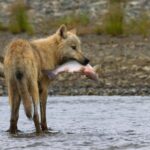 Nearly a third of coastal wolves in Alaska are eating sea otters