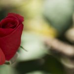 Exploring the Charm of Independent Villa Projects in Bijnor Road