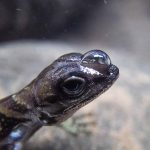 Air jacket helps ‘scuba-diving’ lizards stay underwater for longer