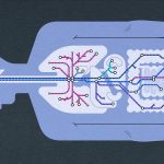 Everything You Wanted to Know About the Longest Nerve in the Body