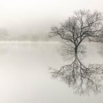 Honor the Natural Beauty of These Tremendous Trees With 15 Photographs From the Smithsonian Magazine Photo Contest