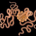 Diving Into the Brittle Star Genome to Understand the Evolution of Regeneration