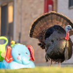 Why Are Urban Turkeys Thriving?