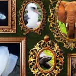 From Giant Tortoises to Immortal Jellyfish, These Impressive Animals Are Eight of the Longest-Living Species on Earth