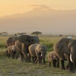 Unforgettable Wildlife Adventures With Kenya Epic Safaris