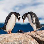 See 15 Adorable Photos of Playful, Picture-Perfect Penguins