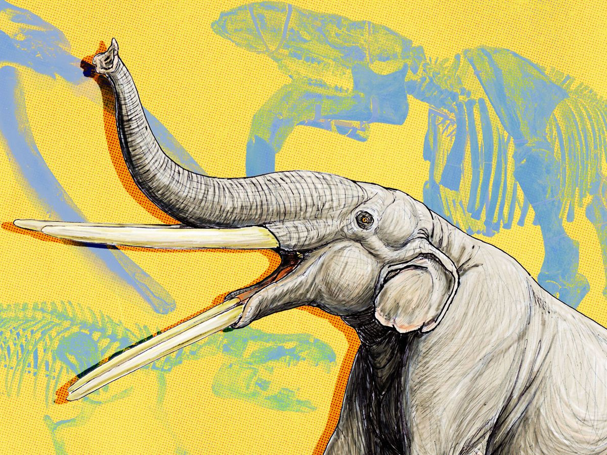 Ten Exceptional Ancient Elephants, From Small Swimming Creatures to ...