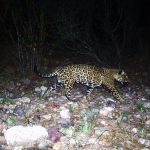 How El Jefe, the Lone Arizona Jaguar Who Captivated a Nation in 2016, Became a ‘Rock Star’